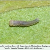 hipparchia statilinus daghestan larva1
